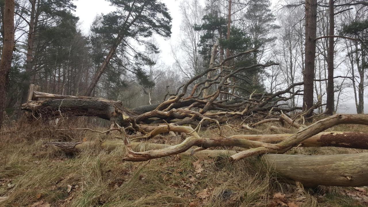 Slowinskie Widoki Domki Flora, Fauna, Noclegi Smoldzinski Las Exteriör bild