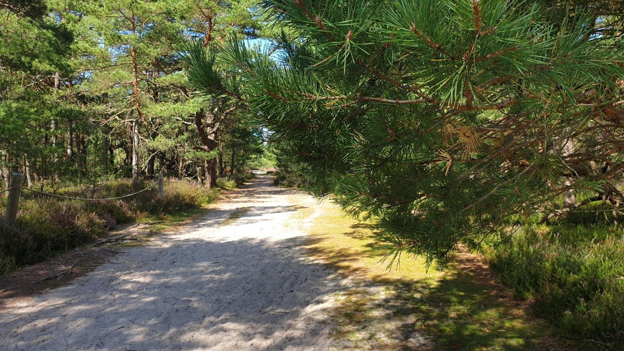 Slowinskie Widoki Domki Flora, Fauna, Noclegi Smoldzinski Las Exteriör bild
